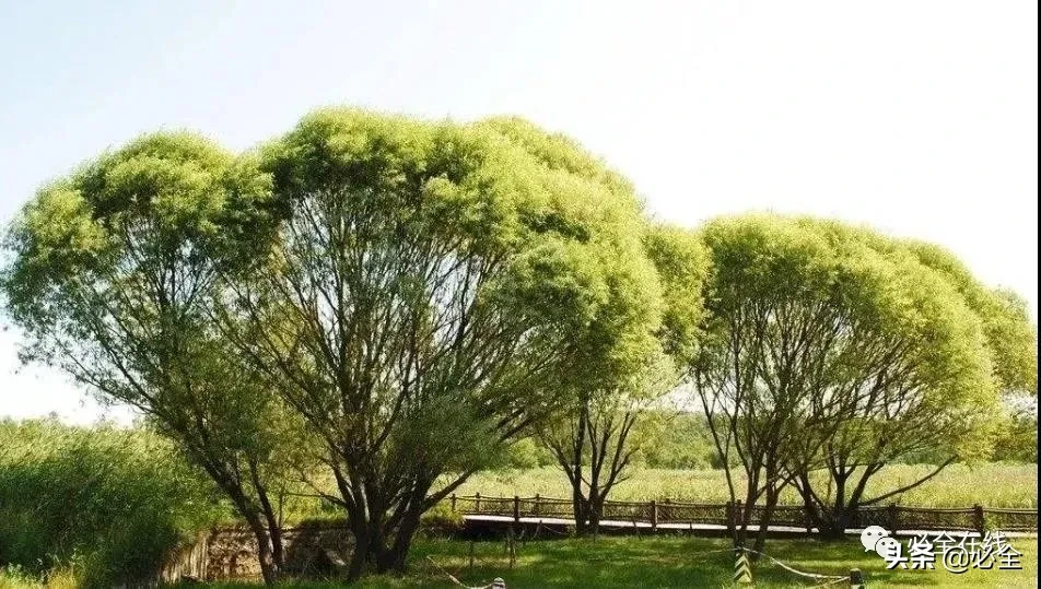 各种树苗 树苗种类名图片大全