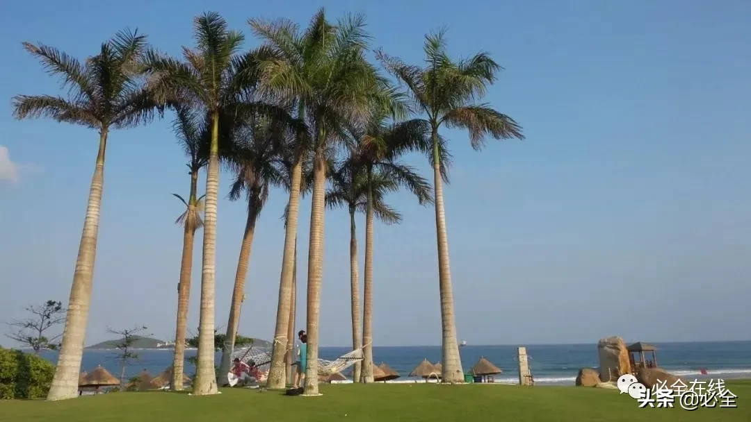 各种树苗 树苗种类名图片大全