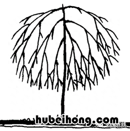 各种树苗 树苗种类名图片大全