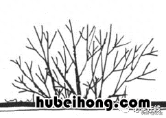 各种树苗 树苗种类名图片大全