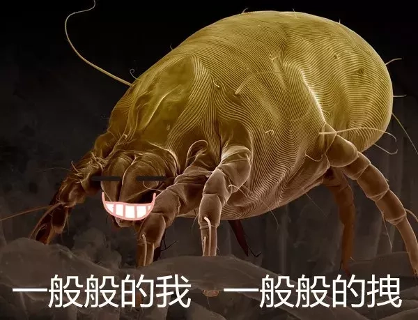 螨虫除去最快方法 螨虫清除方法