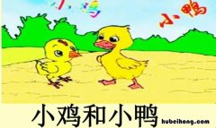 小鸡和小鸭作文怎么写 小鸡和小鸭的作文