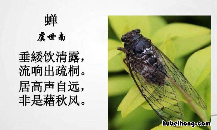 居高声自远出自哪首诗 居髙声自远全诗