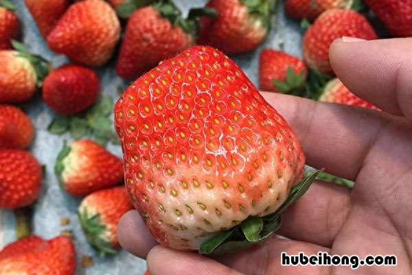 草莓特别大是打药的吗 草莓膨大素有哪些