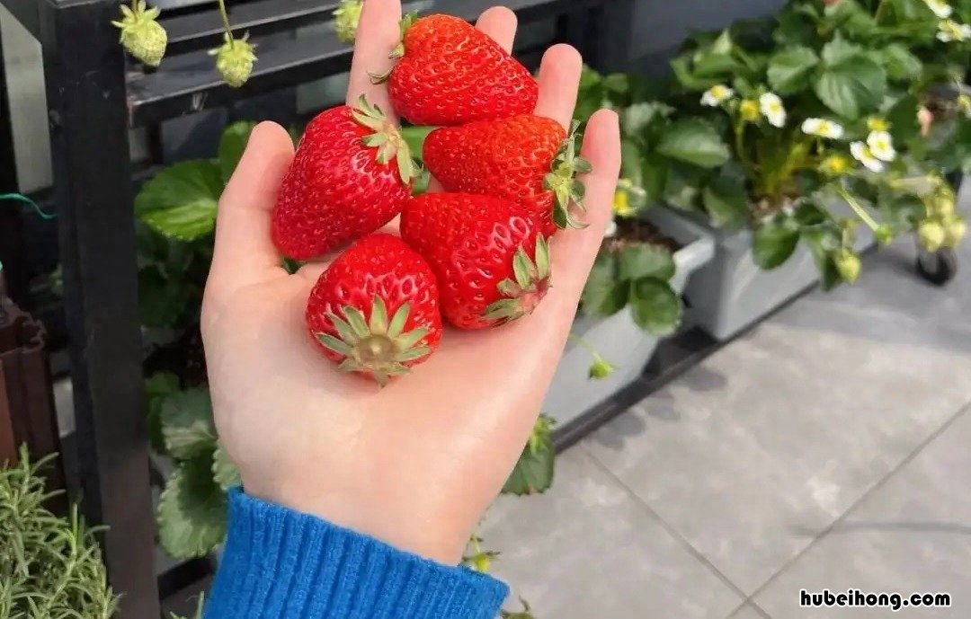 家庭种草莓怎么种 家庭种草莓有讲究吗