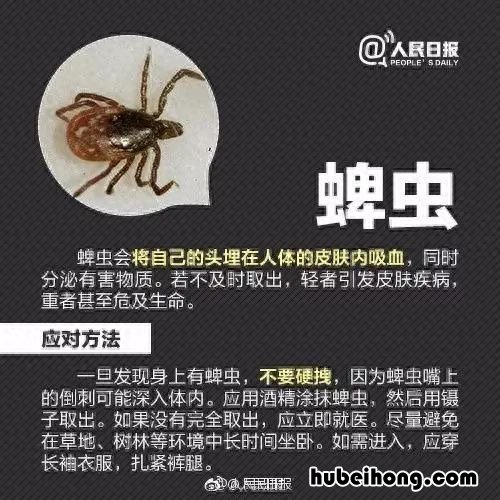 夏季实用防虫药物 夏季防虫指南