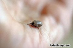 夏季实用防虫药物 夏季防虫指南