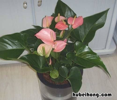 房间夏天怎么防止有虫子爬 夏天房间虫子多怎么驱虫