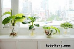 怎么才能去除油漆味 怎么样去除油漆味