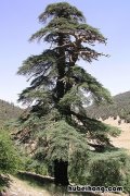 松、杉、柏 松杉柏是什么植物