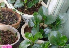 刷锅水浇菜好吗 淘米水洗铁锅好吗