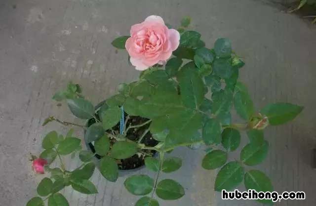 吸甲醛绿植第一名 甲醛最怕3种花