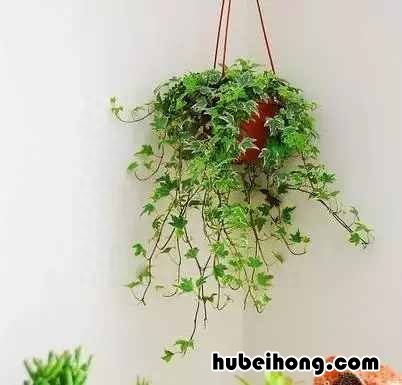 吸甲醛绿植第一名 甲醛最怕3种花