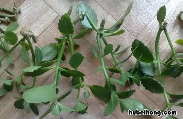 吸甲醛绿植第一名 甲醛最怕3种花