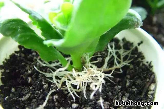 吸甲醛绿植第一名 甲醛最怕3种花