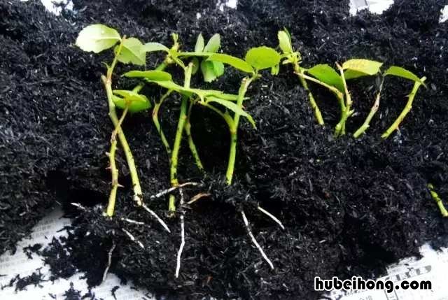 吸甲醛绿植第一名 甲醛最怕3种花