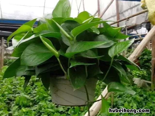 吸甲醛绿植第一名 甲醛最怕3种花