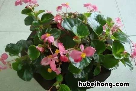 吸甲醛绿植第一名 甲醛最怕3种花