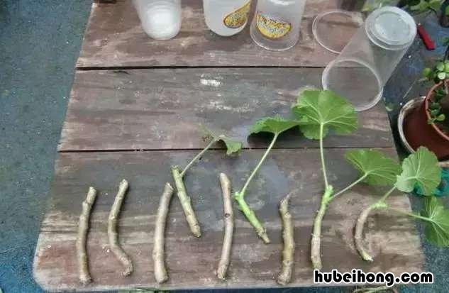 吸甲醛绿植第一名 甲醛最怕3种花