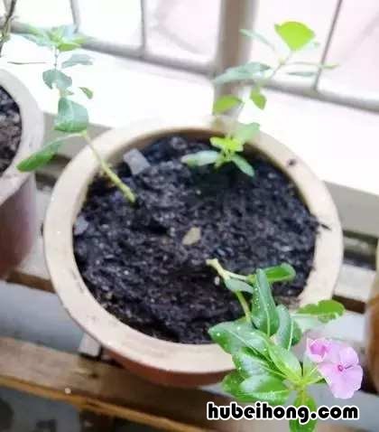 吸甲醛绿植第一名 甲醛最怕3种花