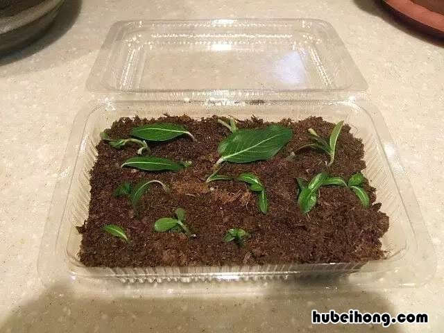 吸甲醛绿植第一名 甲醛最怕3种花