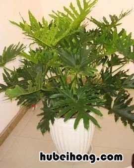 室内空调房好养的花 空调房里能养的绿植