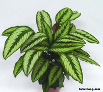 室内空调房好养的花 空调房里能养的绿植