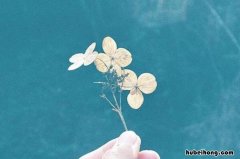 干净气质短句有哪些 干净气质短句有哪些成语形容