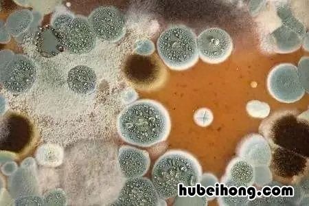 居家除湿妙招 家里除霉菌的方法