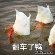 鸭肉火锅的做法视频 鸭肉火锅的配菜