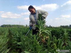 安徽蔬菜种植 安徽有哪些药材种植基地