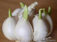 大蒜头发芽了还能吃吗 大蒜头发芽能吃吗?