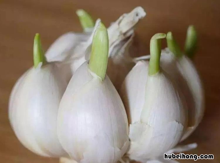大蒜头发芽了还能吃吗 大蒜头发芽能吃吗?