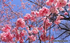 形容樱花的优美句子有哪些 形容樱花的唯美