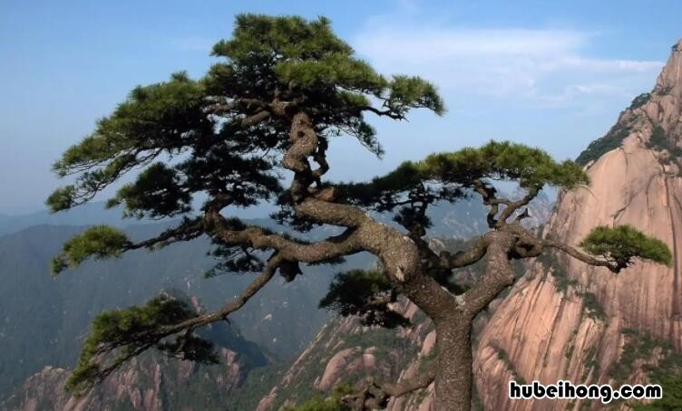 形容松树的词语有哪些 形容松树的形容词