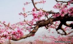 形容桃花的经典句子有哪些 形容桃花的唯美句子大全简短