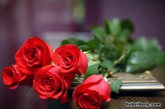 形容玫瑰花的唯美句子有哪些 形容玫瑰花的一段话
