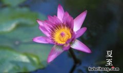 夏至和立夏有什么区别