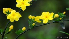 形容迎春花的四字词语有哪些 关于迎春花的四字词语