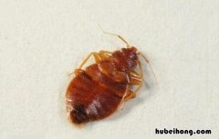如何快速消灭尘虱 尘虱可以不管它吗