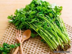 如何挑选香菜 香菜籽什么品种好
