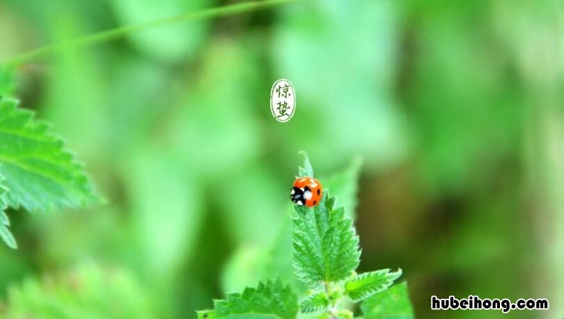 惊蛰是什么节气 雨水是什么季节