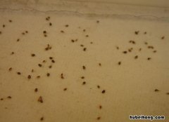 家庭驱逐臭虫的方法是什么 有什么驱臭虫的方法吗?