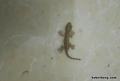家里壁虎怎么赶走 家里的壁虎如何去除
