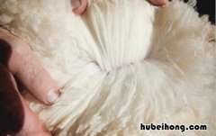 怎么挑选羊毛产品 怎么买到好的羊绒衫