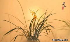 描写兰花的唯美句子有哪些 描写兰花的唯美句子有哪些三年级上册