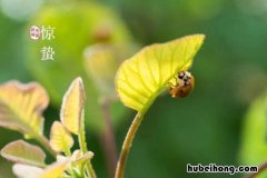 描写惊蛰的诗有哪些 描绘惊蛰的诗