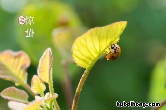 描写惊蛰的诗有哪些 描绘惊蛰的诗