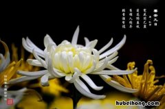 描写菊花的古诗有哪些 描写菊花的古诗有哪些?