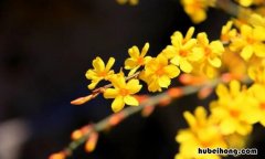 描写迎春花的诗句有哪些 描写迎春花的诗句有哪些四年级